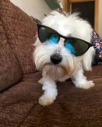 Maltese Dog Puppy